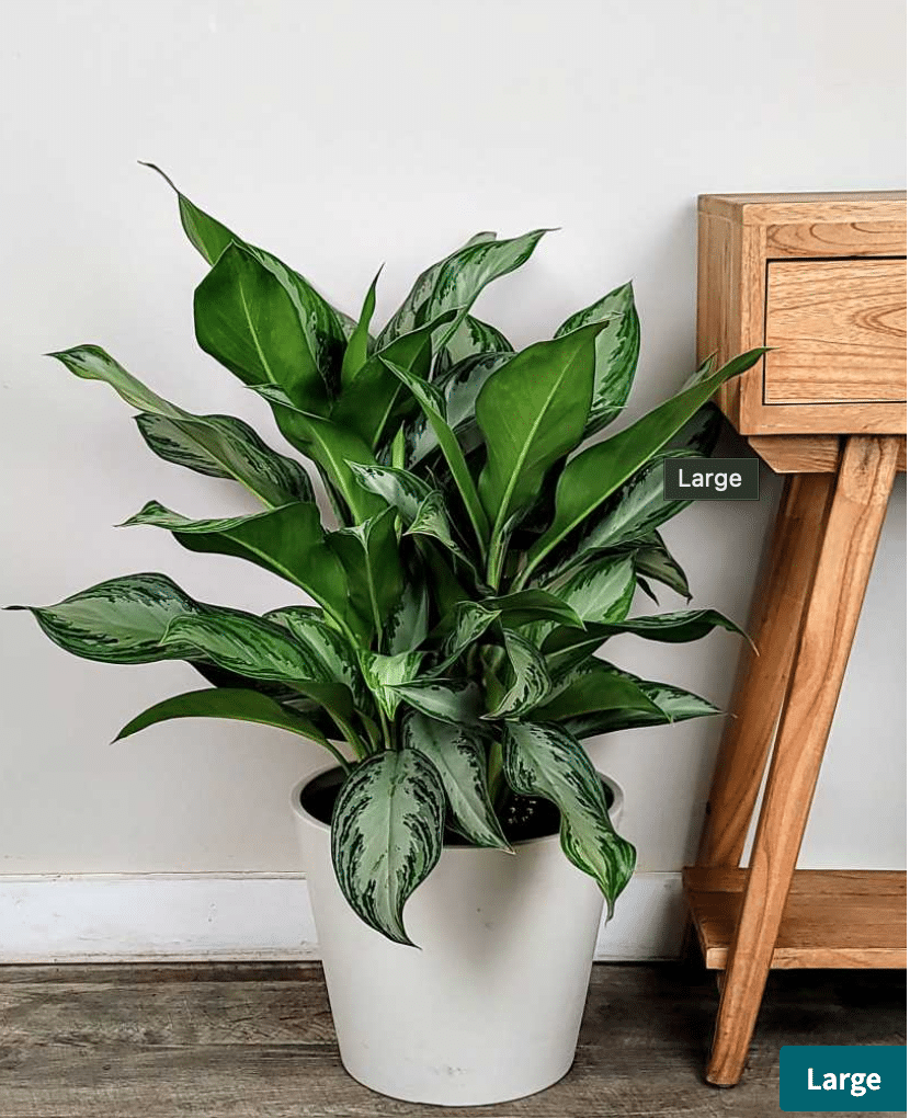 Silver bay chinese evergreen in white pot